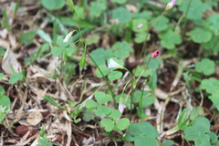 Oxalis hispidula