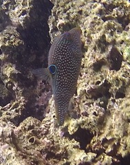 Canthigaster papua
