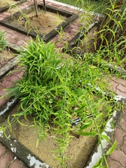 Clinacanthus nutans