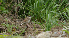 Emberiza chrysophrys