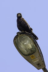 Parabuteo unicinctus