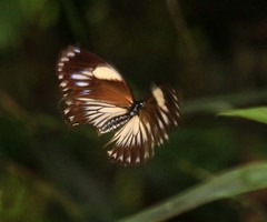 Papilio paradoxa aenigma