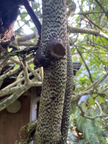 Davallia fejeensis