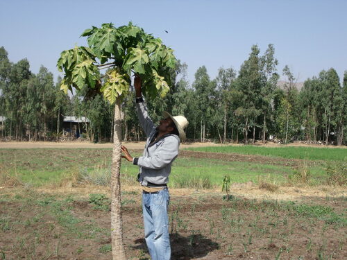 Papaya