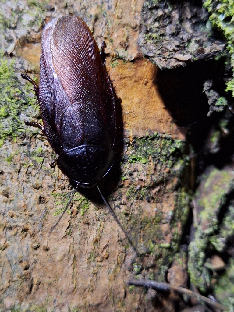 Trilobite Cockroaches from Hermannsburg, South Africa on March 26, 2024 ...