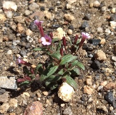 Erythranthe androsacea