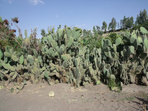 Indian fig opuntia
