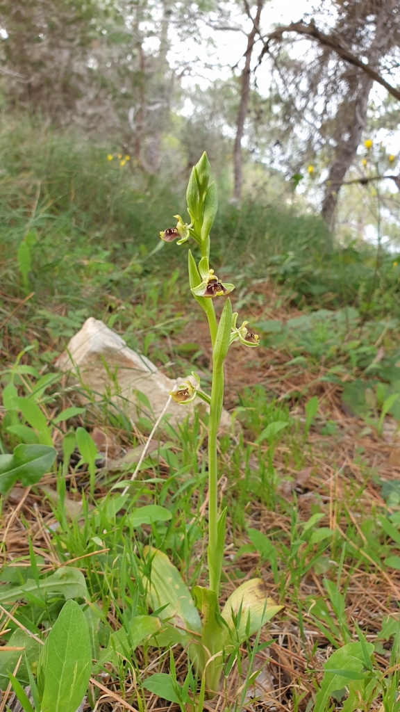 Bornmueller's Orchid