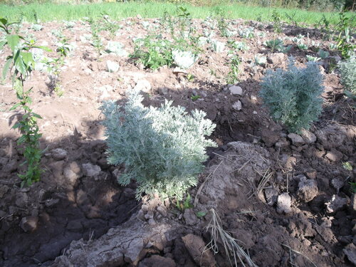 African wormwood