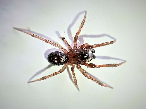 Representative image of Enoplognatha quadripunctata