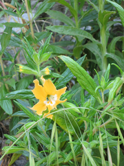 Diplacus longiflorus