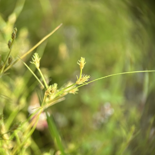 Fimbristylis squarrosa iNat (2)