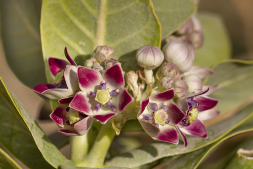 giant milkweed