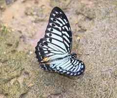 Graphium delessertii