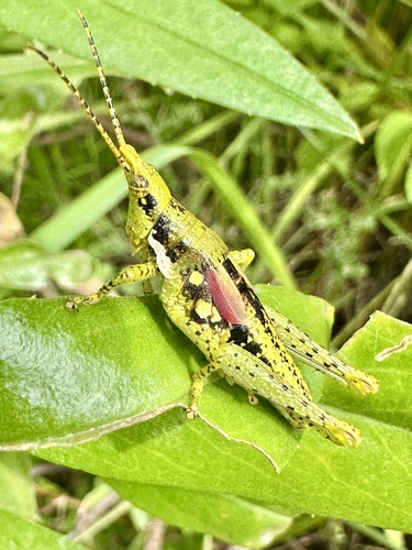 Rubellia nigrosignata