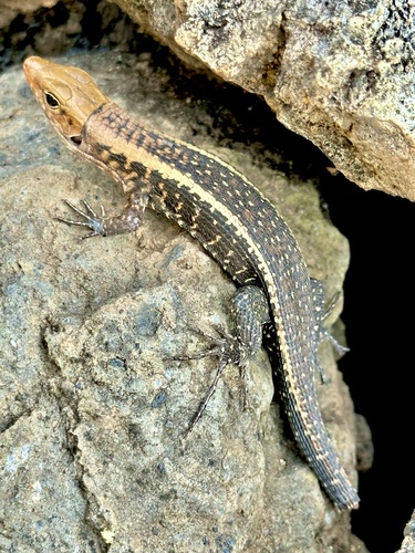 Western Girdled Lizard
