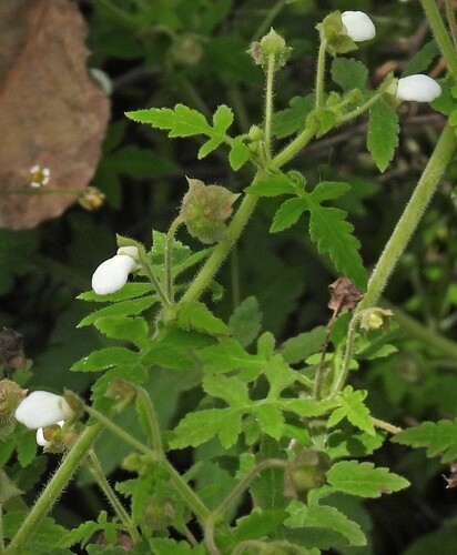 Image of Calceolaria chelidonioides by no rights reserved