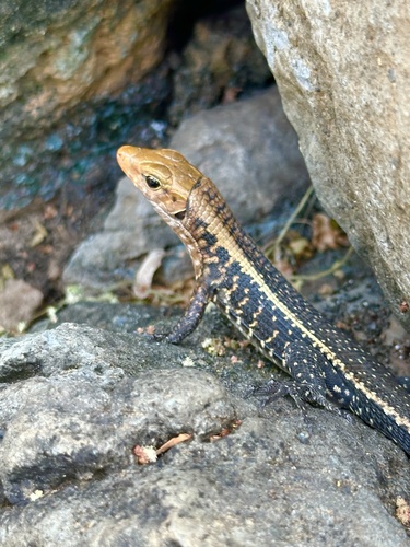 Western Girdled Lizard