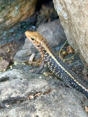 Western Girdled Lizard photo 3