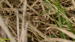 Takydromus wolteri