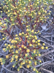 Amblyopappus pusillus