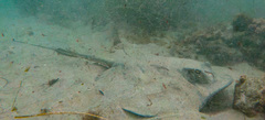 Diamond Stingray photo 3
