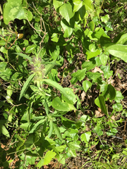 Monarda clinopodioides