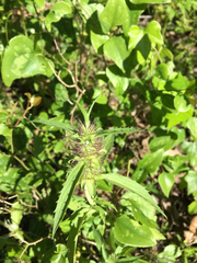 Monarda clinopodioides