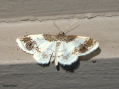 Hydrelia condensata