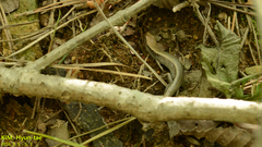 Scincella vandenburghi