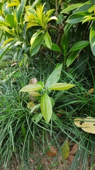 Cinnamomum burmanni