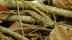 Scincella vandenburghi