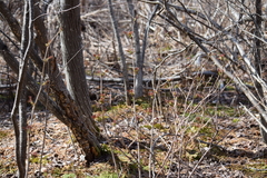 Sorbaria sorbifolia