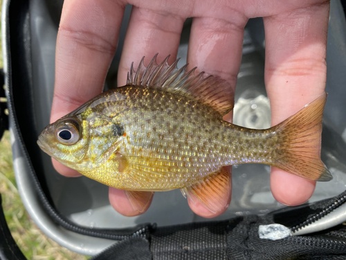 Pumpkinseed × Bluegill
