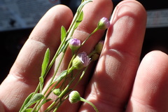 Erigeron geiseri