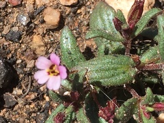 Erythranthe androsacea