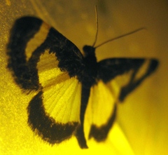Heliomata cycladata