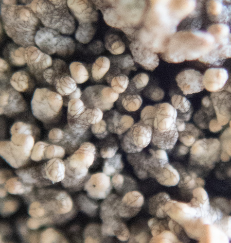 Fragile Coral Lichen