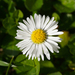 Lawn Daisy - Photo (c) Tobias Gratzer, some rights reserved (CC BY-NC), uploaded by Tobias Gratzer