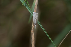 Pseudocatharylla duplicella