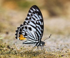 Graphium delessertii