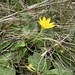 Ficaria verna calthifolia - Photo (c) Sebastian J. Dunkl,  זכויות יוצרים חלקיות (CC BY-NC), הועלה על ידי Sebastian J. Dunkl
