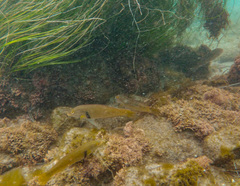 Halichoeres semicinctus