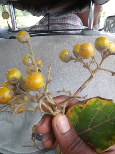 East African Cordia
