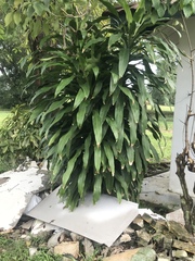 Dracaena fragrans