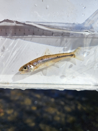 New River shiner (Notropis scabriceps) — Cyprinidae — 4