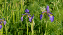 Iris sanguinea