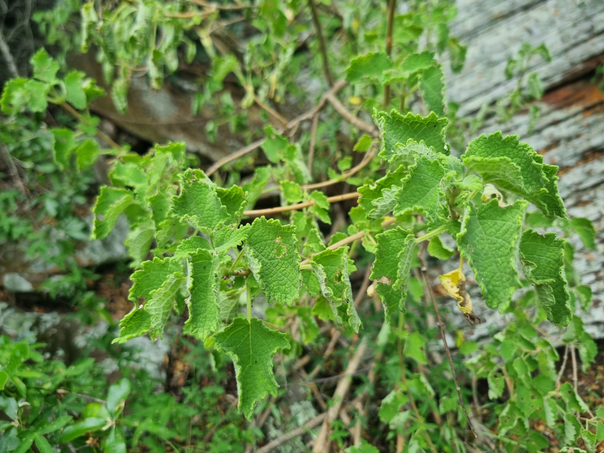 Imagem de Menta-de-rio