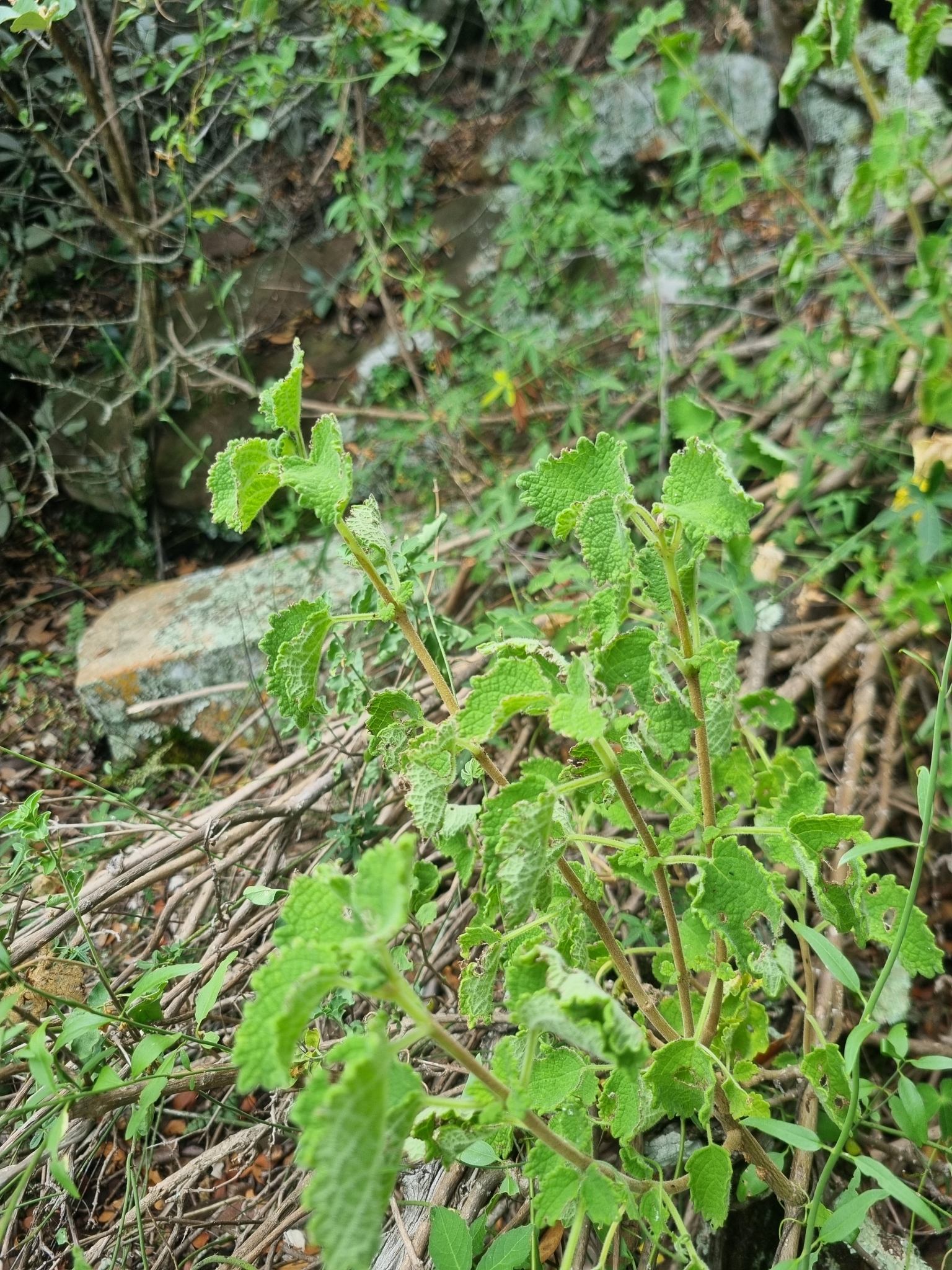 Imagem de Menta-de-rio