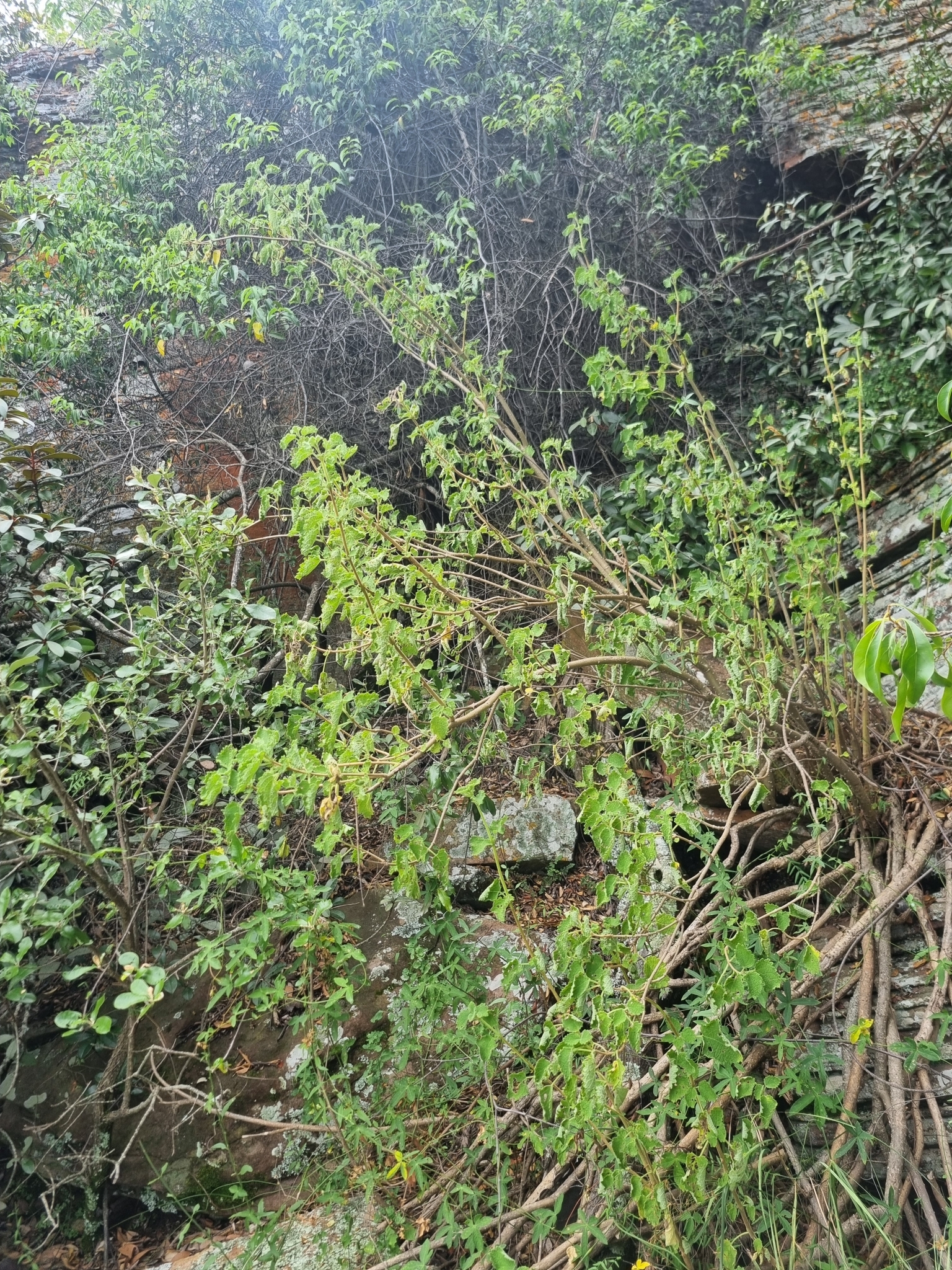 Imagem de Menta-de-rio